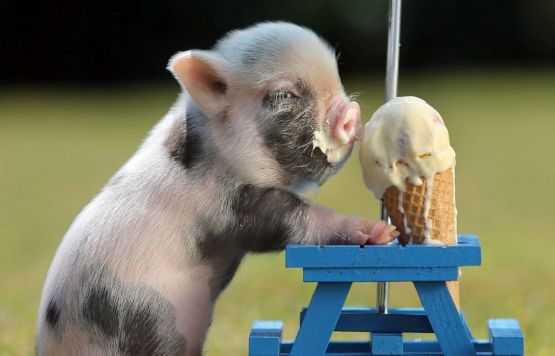 Piglet Eating Icecream
